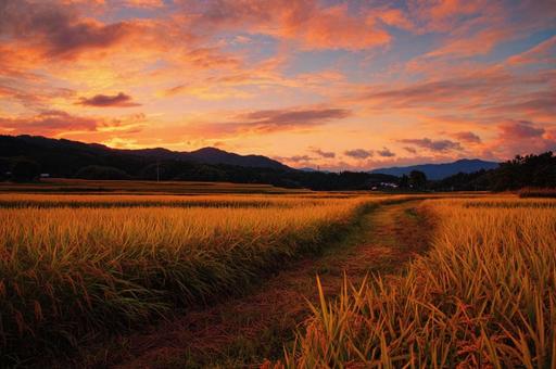 秋の稲穂と夕空 − 空にとける風の道 秋の稲穂と夕空 − 空にとける風の道の写真