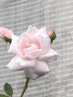 ピンクの薔薇と露 ピンクの薔薇愛,ピンクのバラ,花のの写真素材