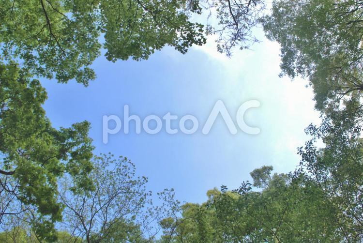 空と木々の風景 木,自然,空の写真素材