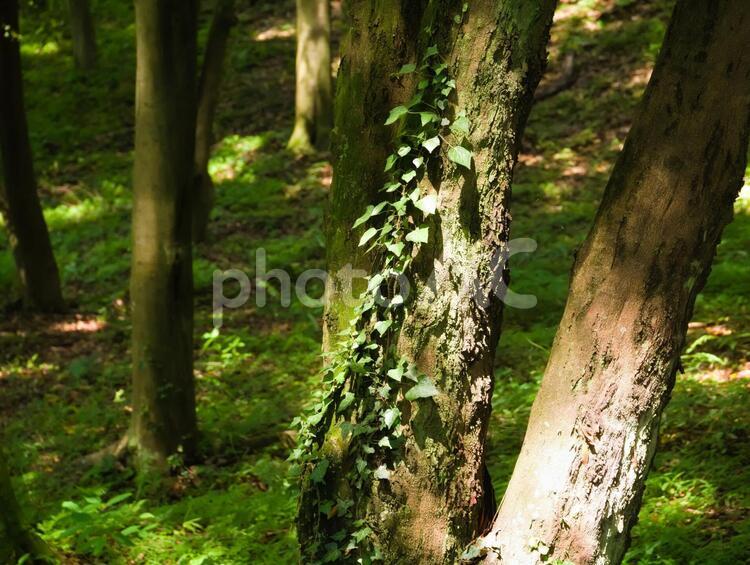樹木とツタ アマヅラ,ナツヅタ,モミジヅタの写真素材
