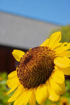 Photo, sunflower, yellow, sky, 