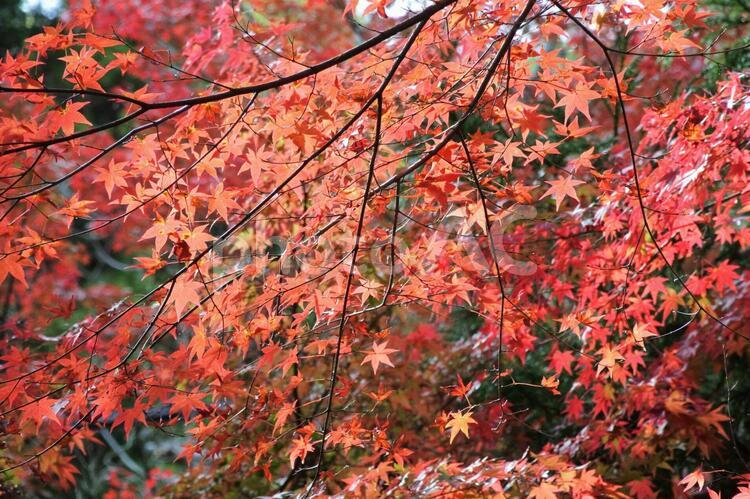 紅葉と秋の風景 紅葉,秋の風景,真っ赤の写真素材