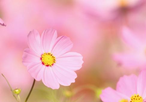 コスモス41 コスモス,秋桜,秋イメージの写真素材