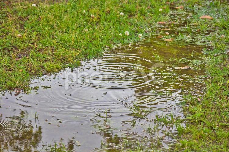 水たまりの波紋 波紋,水たまり,雨の写真素材