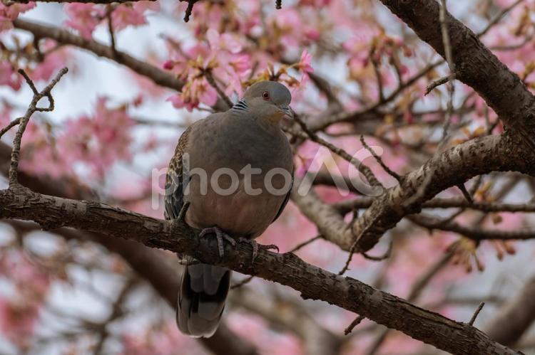 桜の木の枝に止まっているキジバト キジバト,桜,春の写真素材