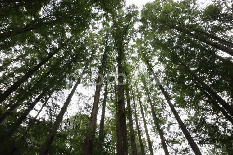 森の木々 川崎,生田緑地,木々の写真素材