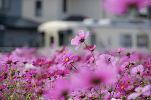 また乗りたい甘木鉄道 AR301 甘木鉄道,コスモス,甘鉄の写真素材
