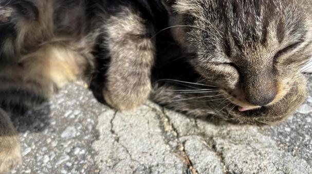 海辺でくつろぐ沖縄、離島の猫たちの写真