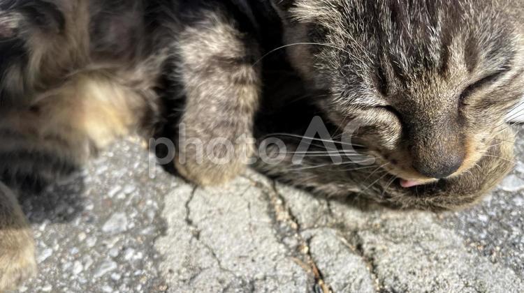海辺でくつろぐ沖縄、離島の猫たち 猫,島猫,日向ぼっこの写真素材
