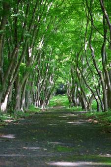 緑色の道 木,道,風景の写真素材
