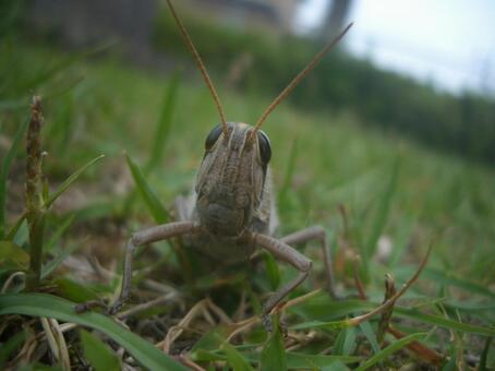草原とバッタ 昆虫,バッタ,草の写真素材