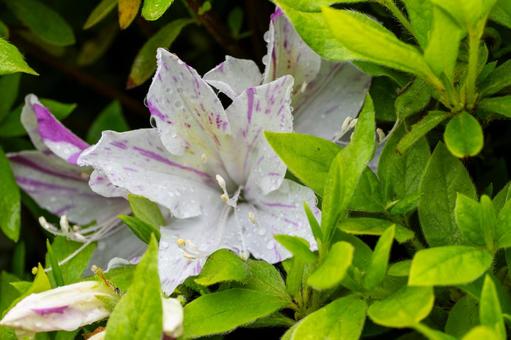Azalea (24), JPG Azalea (24), JPG