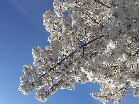 満開の桜と青空 満開の桜と青空の写真