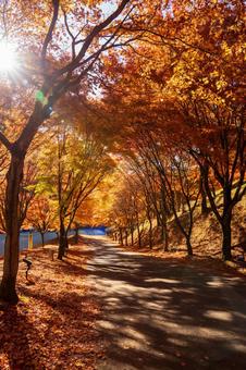 散策道 紅葉,もみじ,秋の写真素材