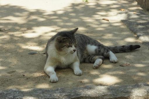 ねこ ねこ のらねこ,にゃんこ,可愛いの写真素材