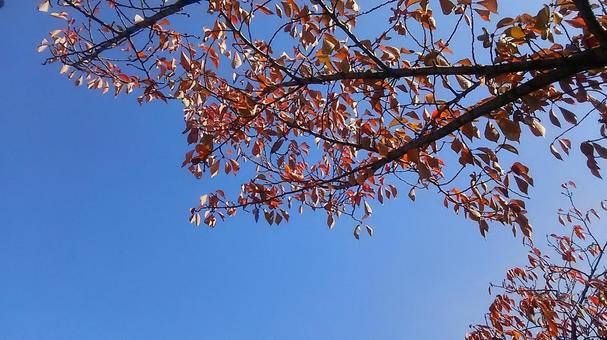 紅葉 紅葉の写真
