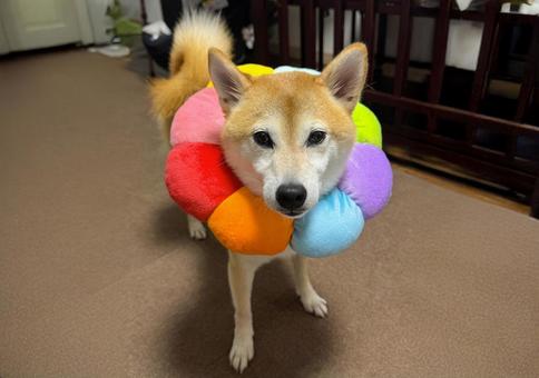 虹色のエリザベスカラーを纏う柴犬 虹色のエリザベスカラーを纏う柴犬の写真