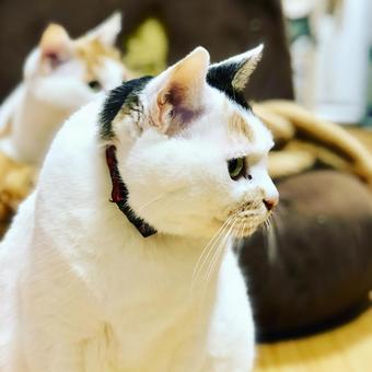 白多めの三毛猫 三毛猫,白猫,もふもふの写真素材