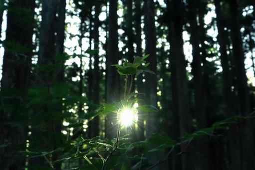 Photo, forest, woods, the trees, 