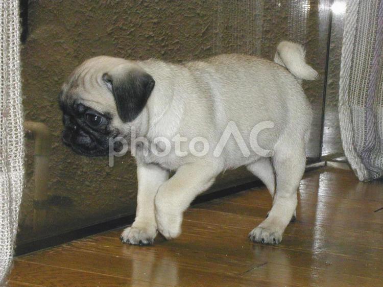 パグの赤ちゃんの表情 パグ,犬,ペットの写真素材
