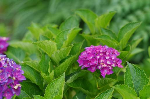 緑の中で咲き誇る、紫のアジサイ 緑の中で咲き誇る、紫のアジサイ アジサイ,紫陽花,紫の写真素材