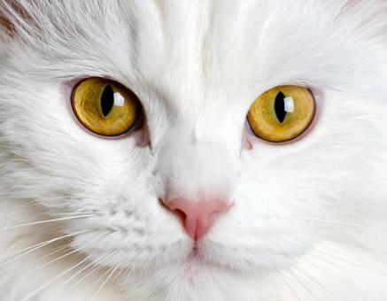 白猫の顔の超アップ 白猫の顔の超アップの写真