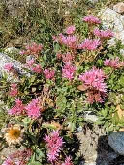 ウシュグリ村の花 花,フラワー,ワイルドフラワーの写真素材