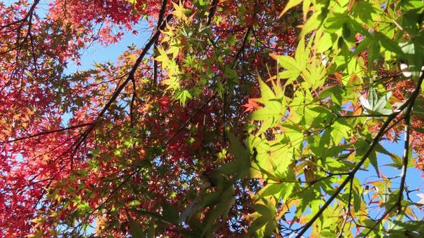 紅葉　鮮やかなグラデーション 紅葉,紅葉狩り,グラデーションの写真素材