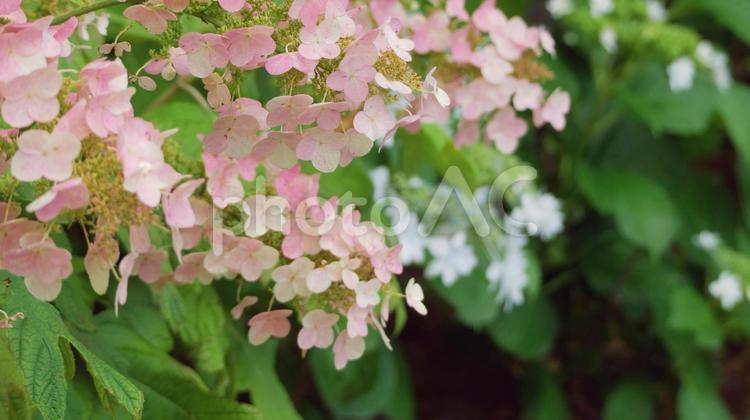 梅雨時に桜色に彩る柏葉あじさいの花 カシワバアジサイ,柏葉紫陽花,ピンクの写真素材