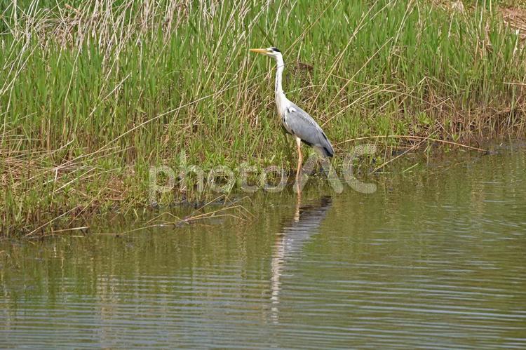 川岸のアオサギ１ 動物,鳥,野鳥の写真素材