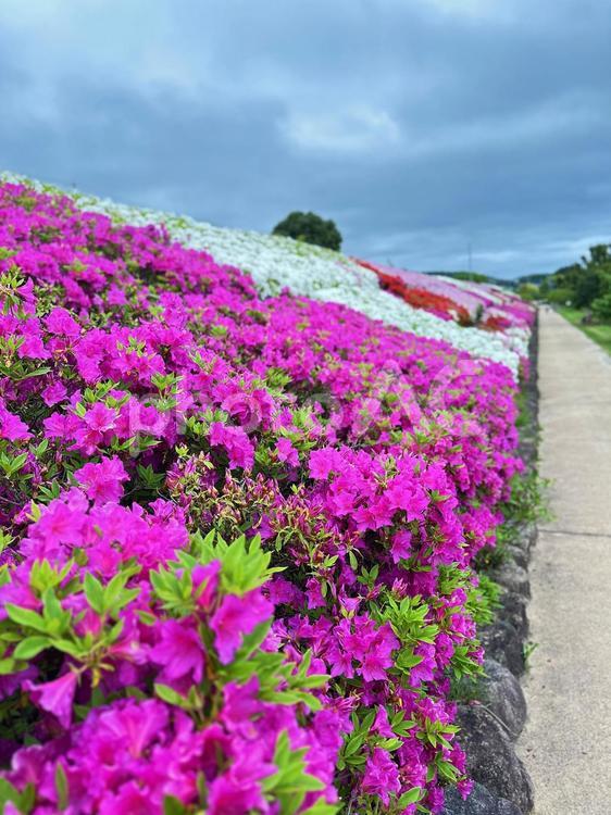 つつじ　黒潮公園　花鑑賞　公園歩道 つつじ,植栽,観賞用の写真素材