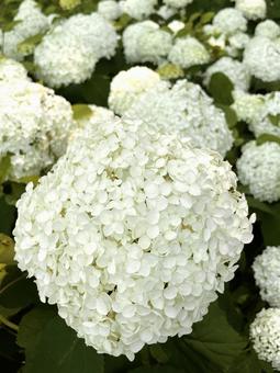 Annabelle (white hydrangea), JPG Annabelle (white hydrangea), JPG