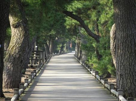 神の道 神の道の写真