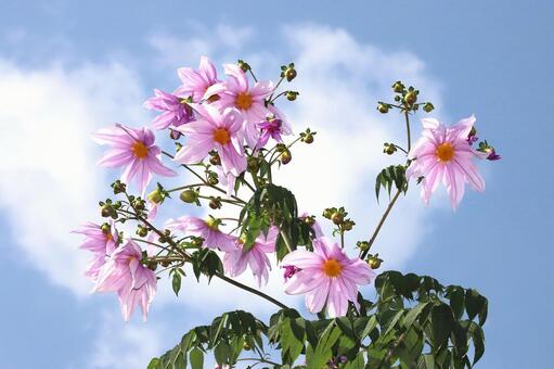 皇帝ダリヤ 植物,花,皇帝ダリヤの写真素材