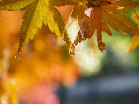 光にきらめく紅葉のしずく 紅葉,水滴,しずくの写真素材
