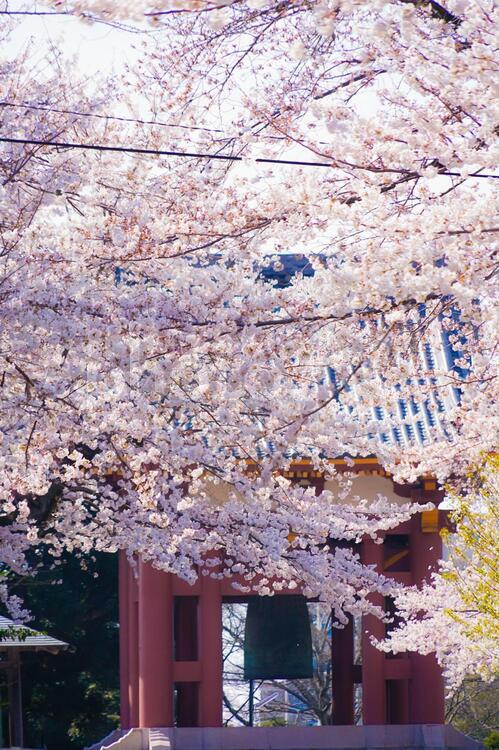 池上本門寺の満開の桜 桜,さくら,サクラの写真素材