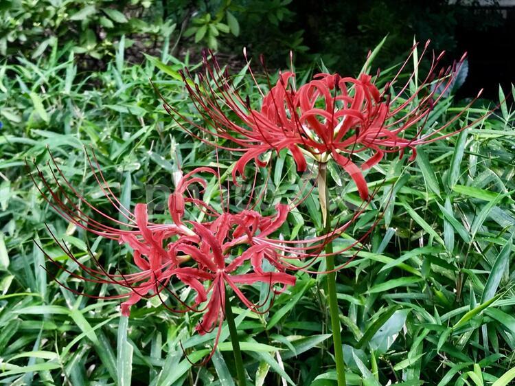 小石川後楽園の彼岸花 自然,植物,花の写真素材