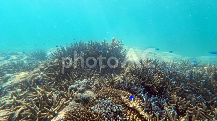 沖縄のサンゴ礁と熱帯魚 シュノーケリング,アイランドホッピング,沖縄の写真素材