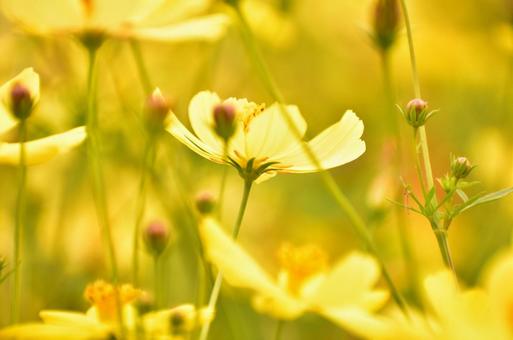 Yellow Cosmos, JPG Yellow Cosmos, JPG