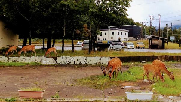 街中の鹿 北海道,動物,鹿の写真素材