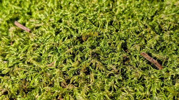 苔びっしり 苔,緑,落ち葉の写真素材