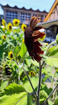 夏を抱きしめる花畑 夏を抱きしめる花畑 ひまわり,洲原ひまわりの里,黄金色の花畑の写真素材