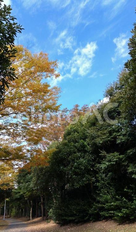 秋の風景 色付いた木々,秋の空,空の写真素材