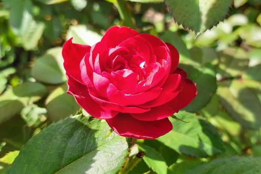 赤い薔薇 赤い薔薇の写真