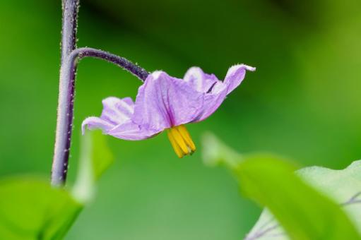 ナスの花⑵ ナスの花⑵ 花,野菜,ナスの写真素材