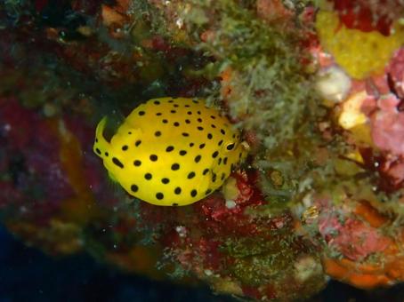 ミナミハコフグ ミナミハコフグの写真