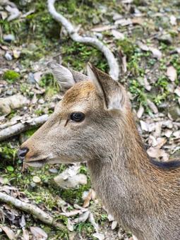森の静けさに佇む鹿 鹿,奈良,奈良公園の写真素材