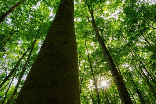 250515十日町市松之山美人林 新潟県,十日町市,松之山の写真素材