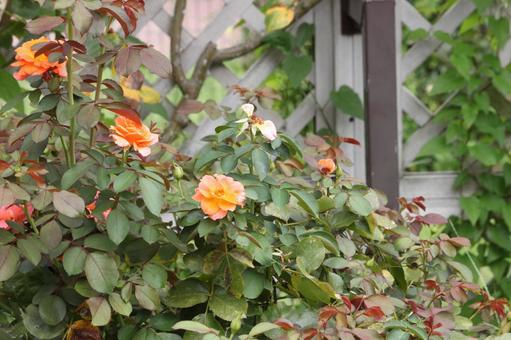 庭で咲くオレンジ色のバラの花 庭で咲くオレンジ色のバラの花 バラ,薔薇,オレンジのバラの写真素材