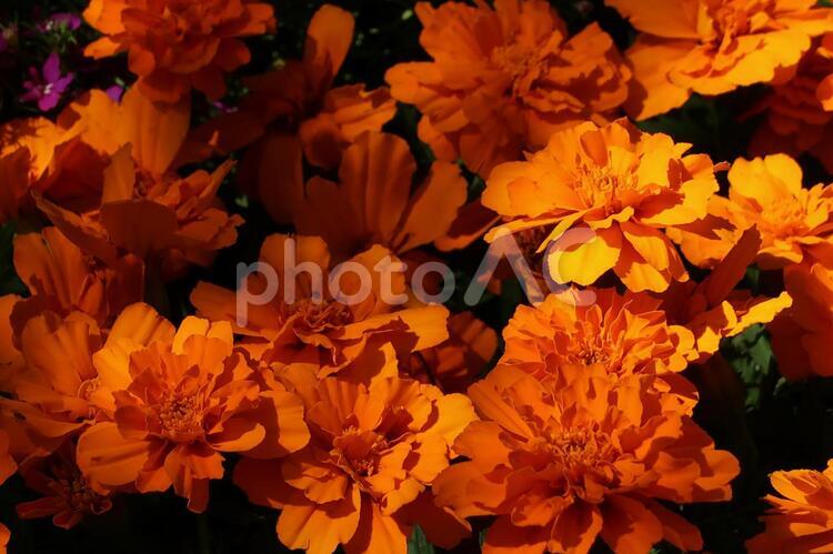 花のフェスティバル ガーデニング,フラワーアレンジメント,優しい花の写真素材
